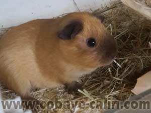 Clarisse des Aristochons, cobaye PL cr&egrave;me californienne havane