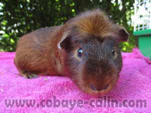 Daktari de Cobaye C&acirc;lin, UPL rouge satin