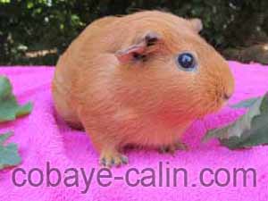Danan de cobaye c&acirc;lin, cobaye UPL rouge