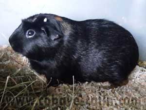 Denver, couronn&eacute;e noire et rouge porteuse satin