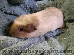 Duc, cobaye couronn&eacute; cr&egrave;me cali havane facteur d'ombre