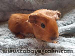 Enilla de cobaye C&acirc;lin, couronn&eacute;e rouge porteuse satin