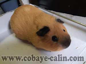 Flavia de Cobaye C&acirc;lin, cobaye Poil Lisse fauve cali noire
