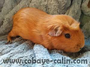 Grokwick de Cobaye C&acirc;lin, UPL couronn&eacute; dor&eacute;