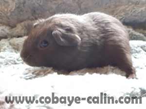 Haeven de Cobaye c&acirc;lin, UPL bleu