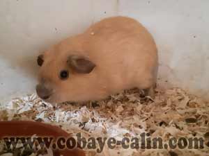 Happy, cobaye cr&egrave;me cali havane