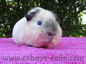 Inspektor de Cobaye C&acirc;lin