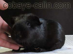 Kerastase de cobaye c&acirc;lin