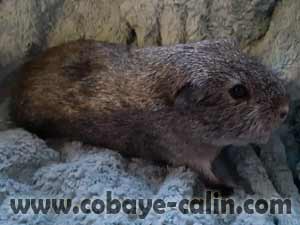 Lothar de Cobaye C&acirc;lin, PL agouti argent