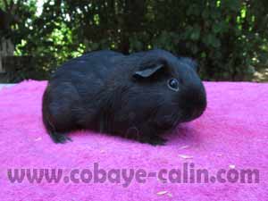 Magica de Cobaye C&acirc;lin