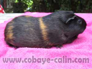 Mavis de Cobaye C&acirc;lin