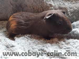 Memmy de Cobaye C&acirc;lin, cobaye poil lisse bleu et ambre