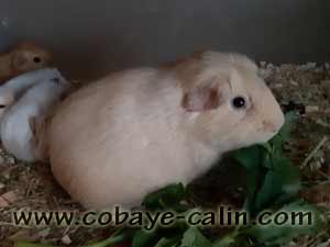 MissCreamy, cobaye UPL cr&egrave;me