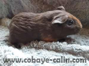 Nila de Cobaye C&acirc;lin, cobaye poil lisse bleu avec deux tons d'ambre sur la t&ecirc;te