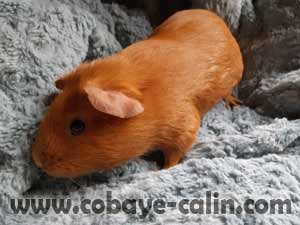 Noreil des Aristochons, UPL rouge porteuse satin