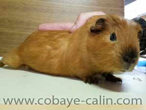 Prims de Cobaye C&acirc;lin, m&acirc;le dor&eacute; californien marquage noir