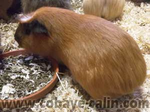 Prims de CObaye C&acirc;lin, PL couronn&eacute; rouge californien noir