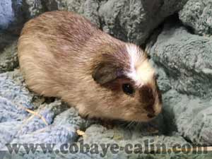 Prince, cobaye couronn&eacute; am&eacute;ricain blanc facteur d'ombre, californien noir et liste blanche