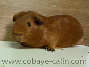 Redbull de Cobaye C&acirc;lin, UPL rouge porteur satin