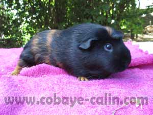 Sir&egrave;ne des Aristochons, cobaye noir et rouge porteuse bleue