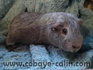 Souris de Cobays c&acirc;lin, cobaye Poil Lisse agouti canelle