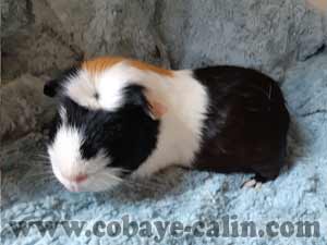 Speedy,cobaye couronn&eacute; tricolore