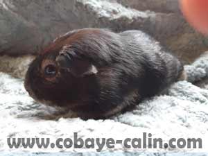 SpyFox de Cobaye C&acirc;lin, cobaye poil lisse fox noir