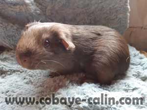 Sweety de Cobaye C&acirc;lin, cobaye Poil Lisse havane californien havane plus fonc&eacute;