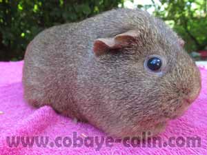 SweetyLove, cobaye solidagouti canelle