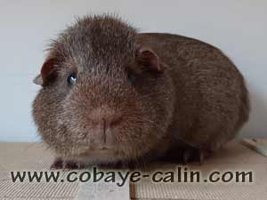 Tr&eacute;sor, cobaye agouti