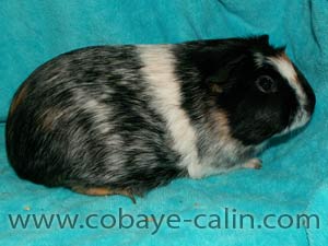 waz de Cobaye C&acirc;lin, cobaye PL noir dor&eacute; rouan