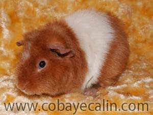 Cawott, cobaye rex