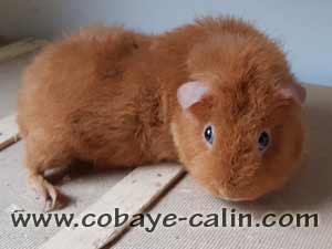 Dalila, cobaye rex dor&eacute;e