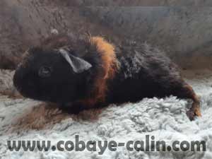 ouvreBwat, cobaye rex noire et rouge possible cali