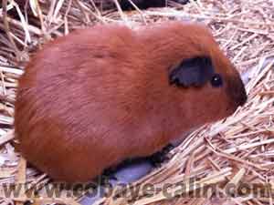 Songo, cobaye PL porteur rex rouge caifornien noir