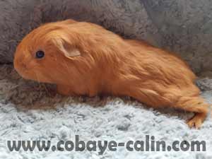 Arkady de cobaye C&acirc;lin, shelty dor&eacute;e