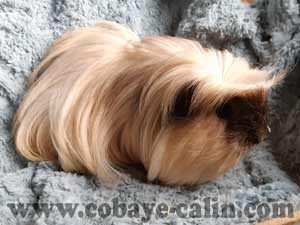 Langford, coronet cr&egrave;me cali noir