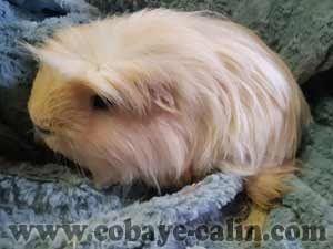 Manyazy, cobaye coronet cr&egrave;me