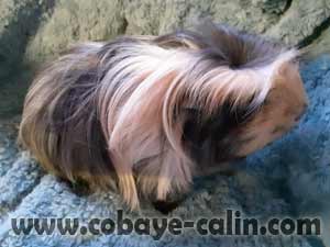 Molok de Cobaye C&acirc;lin, coronet tricolore