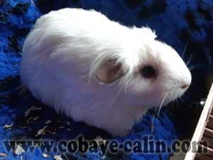 Naya, cobaye shlelty