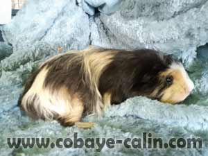 Nowa, coronet tricolore rouan