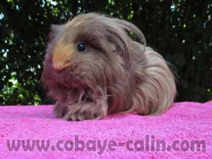 Sabbah des Aristochons