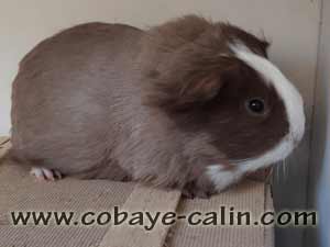 Sally de cobaye c&acirc;lin