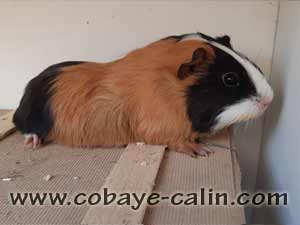 Saquara de Cobaye C&acirc;lin