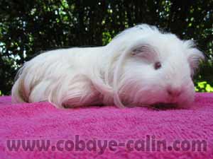 Shay des AMours du 02, shety banche yeu roses