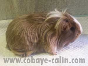 Sheriam de Coaye C&acirc;lin, shelty agouti orange dor&eacute; blanche porteuse texel