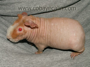 cobaye skinny scandinave