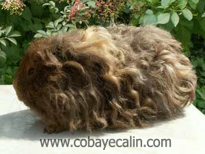 UN cobaye texel agouti dor&eacute;