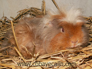 M&eacute;linda, cobaye m&eacute;rino.