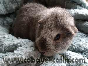 Arya, cobaye US teddy agouti argent